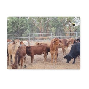 Young Cattle Glass Cutting Board